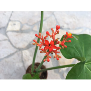 Jatropha podagrica