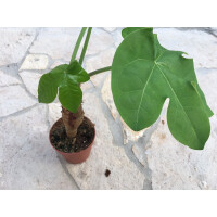 Jatropha podagrica