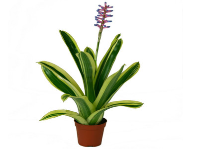 Aechmea blue berry