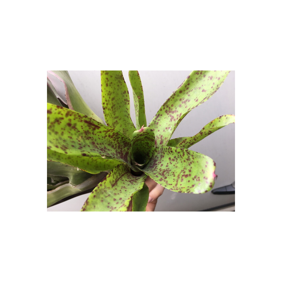 Neoregelia pink lips