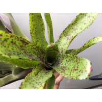 Neoregelia pink lips