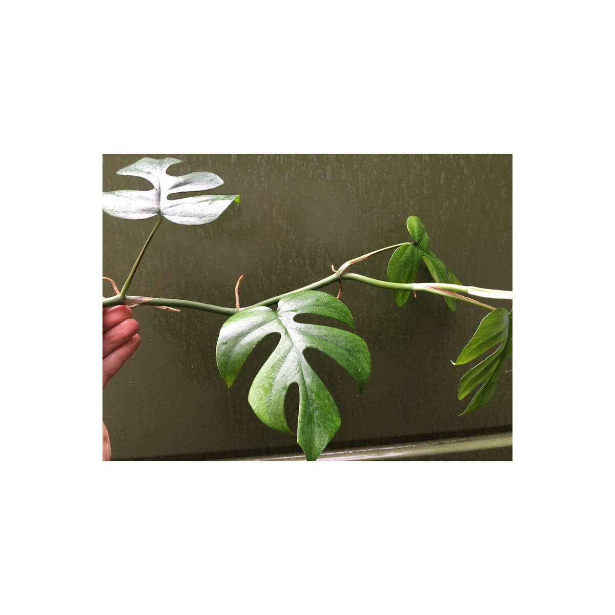 Rhaphidophora tetrasperma Ableger box