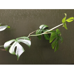 Rhaphidophora tetrasperma Ableger