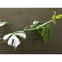 Rhaphidophora tetrasperma Ableger