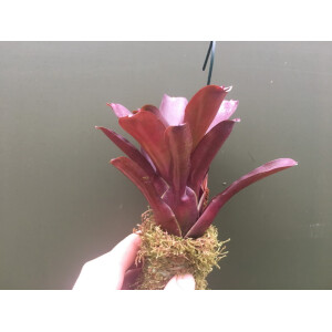 Neoregelia red
