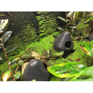 Weißtorfplatte (der ultimative Bodengrund im Feuchtraumterrarium)