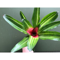 Neoregelia grün spec. Brasilien