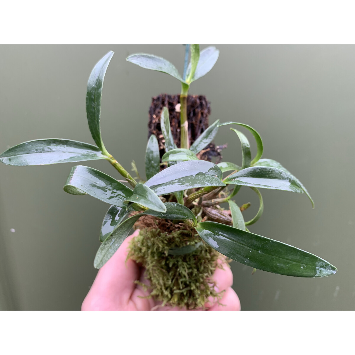 Dendrobium kingianum