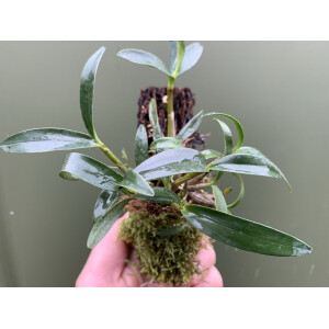 Dendrobium kinginanum