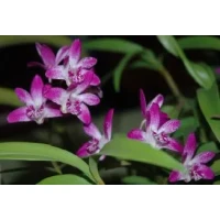 Dendrobium kingianum