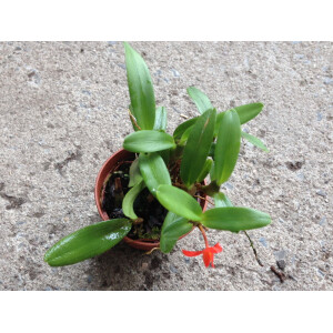 Maxillaria sophronitis