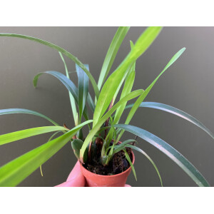 Maxillaria variabilis