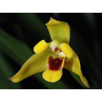 Maxillaria variabilis