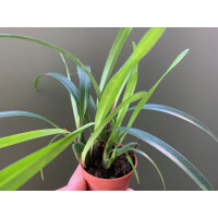 Maxillaria variabilis