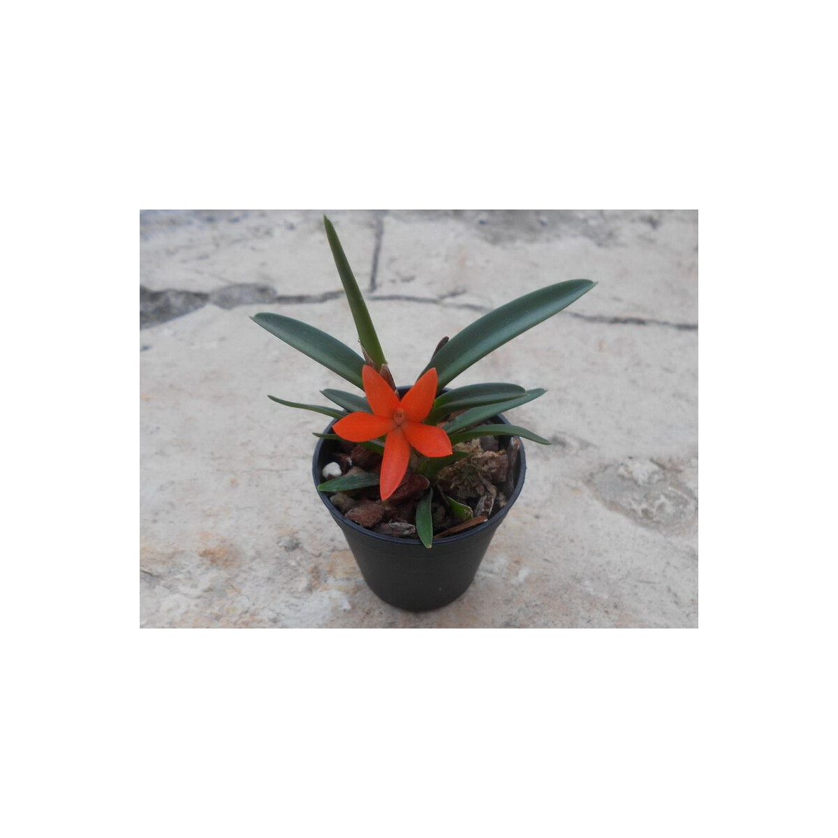 Ceratosylus retisquama syn. rubra