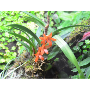 Ceratosylus retisquama syn. rubra