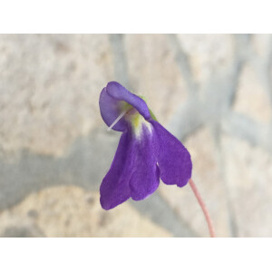 Petrocosmea rosettifolia