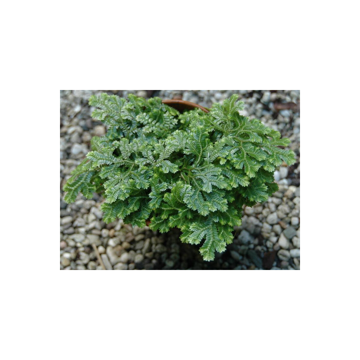 Selaginella spec. Panama box