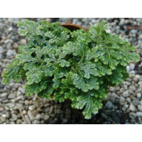 Selaginella spec. Panama