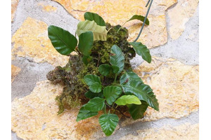Humata heterophylla 