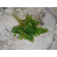 Adiantum pubescens