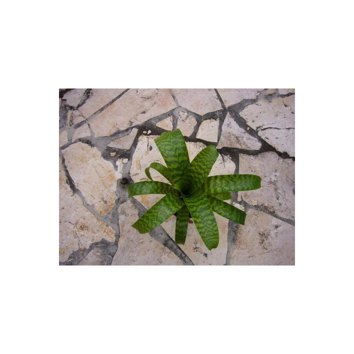 Vriesea hieroglyphica