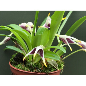 Masdevallia wendlandiana