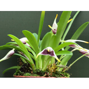 Masdevallia wendlandiana