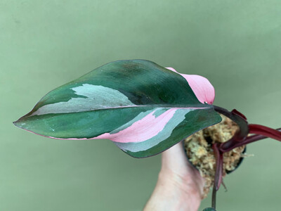 Philodendron Pink Princess