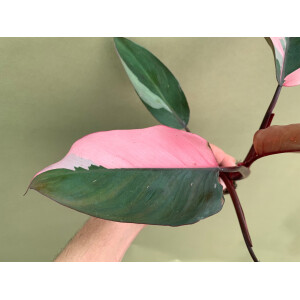 Philodendron "Pink Princess"