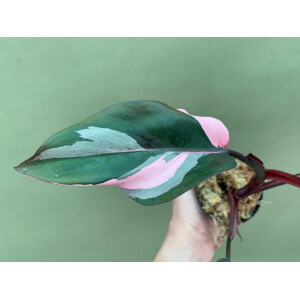 Philodendron "Pink Princess"