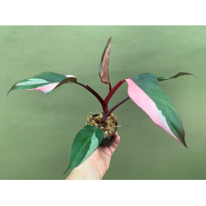 Philodendron "Pink Princess"