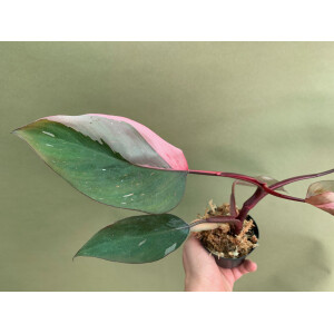 Philodendron "Pink Princess"