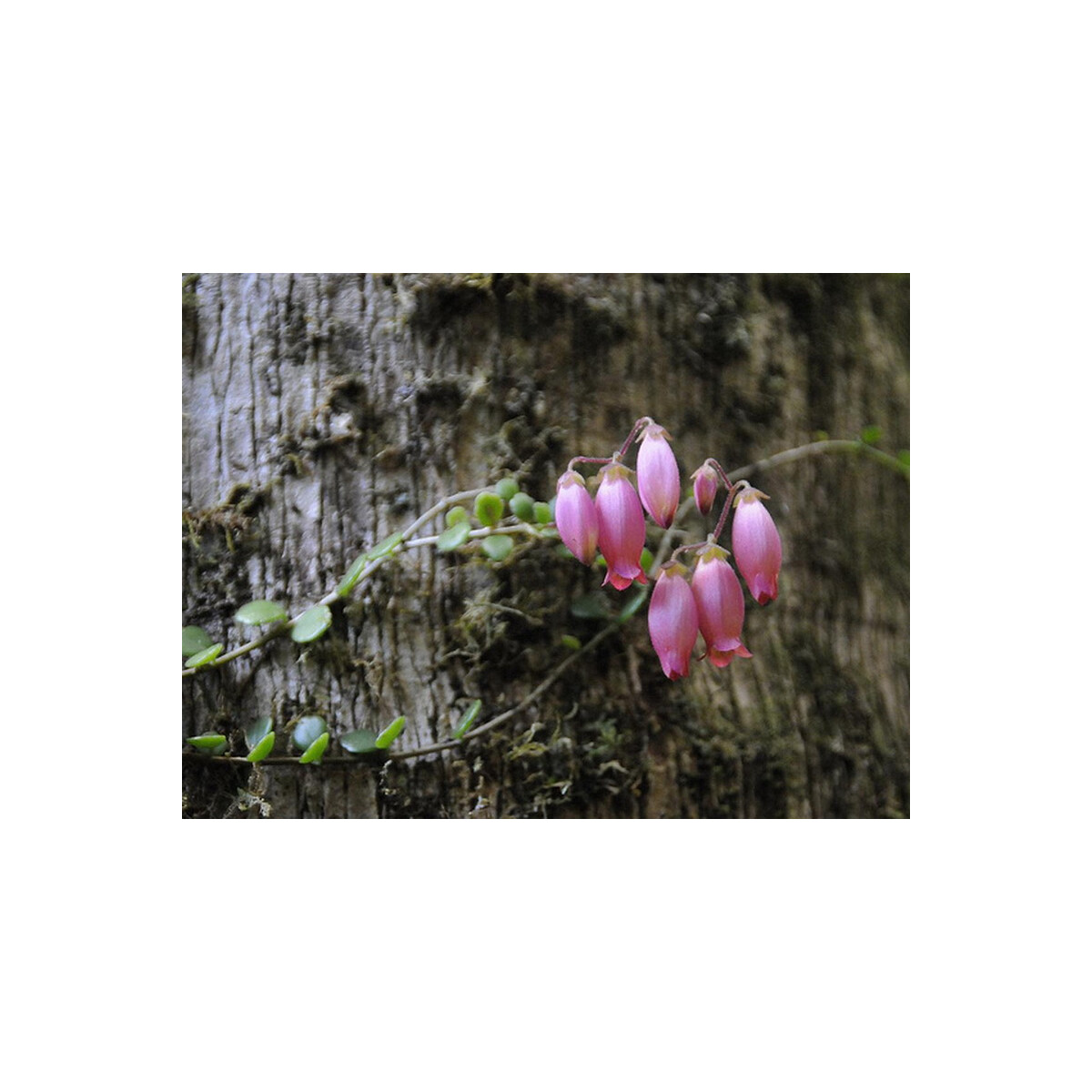 Kalanchoe uniflora box