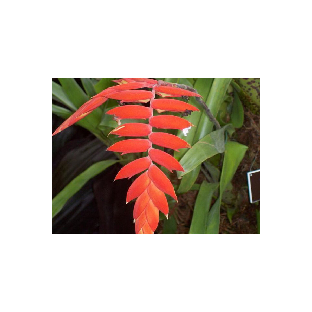 Tillandsia dyeriana (bromelie)