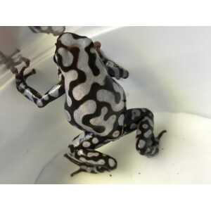 Dendrobates auratus Pena Blanka **NEU**