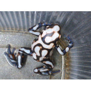 Dendrobates auratus Pena Blanka **NEU**