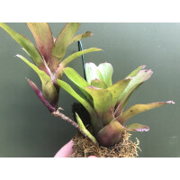 Neoregelia fireball mini (bromelie)