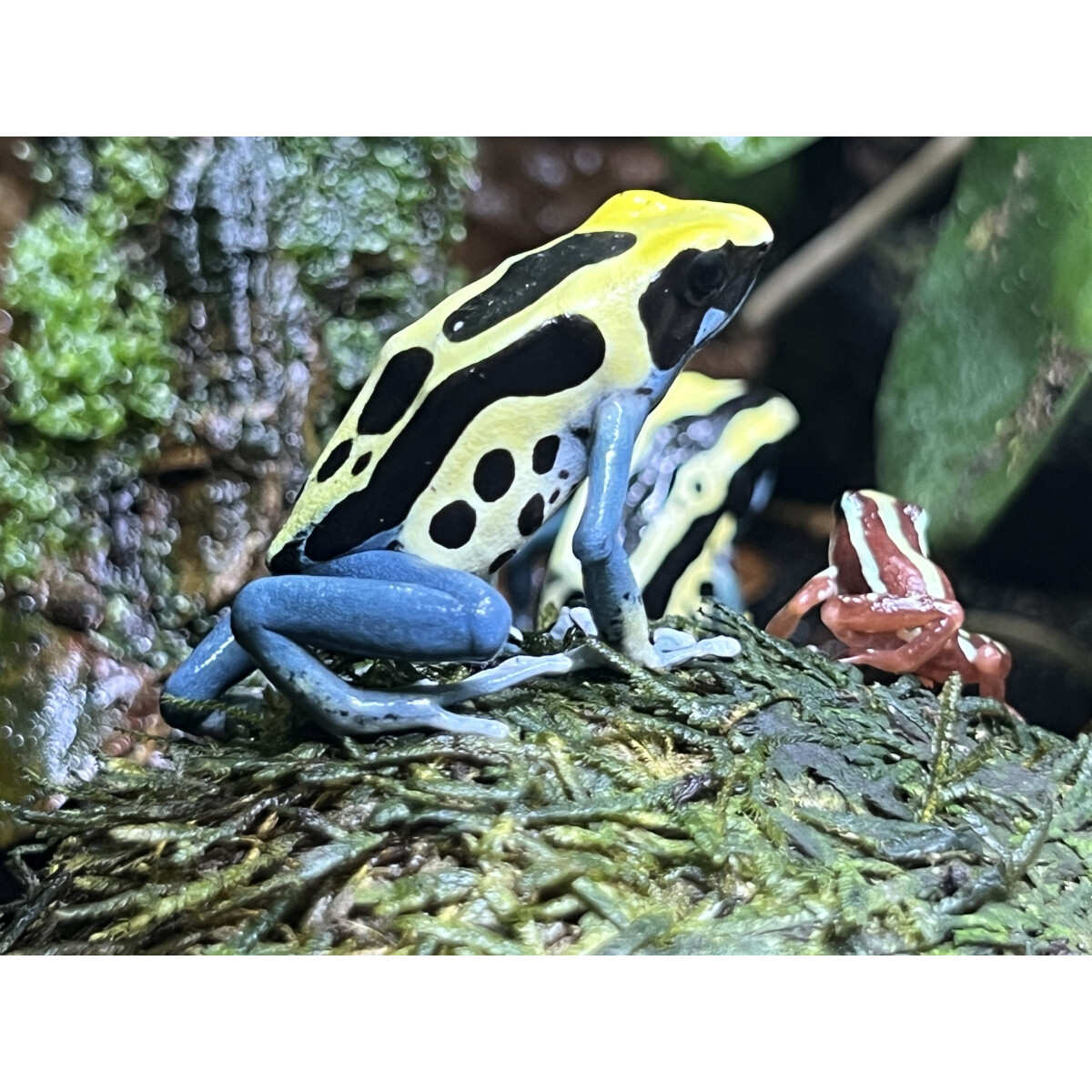 Dendrobates tinctorius Patricia Zuchtgruppe