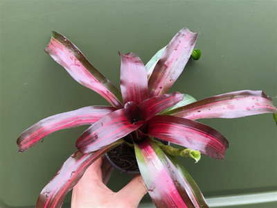 Neoregelia fireball con rayas rosadas