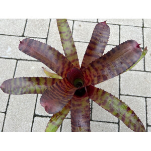 Neoregelia Tiger Stripes