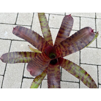 Neoregelia Tiger Stripes