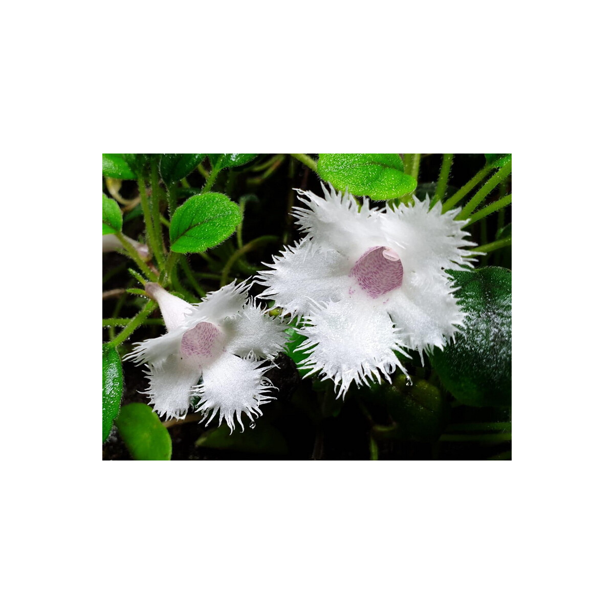 POWERS TO FLOWERS - EPISCIA DIANTHIFLORA, real plant