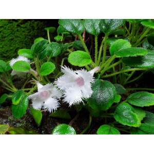 Episcia dianthiflora