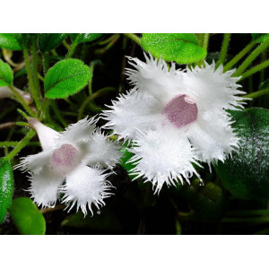 Episcia dianthiflora