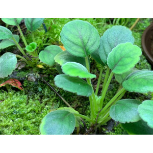 Episcia dianthiflora
