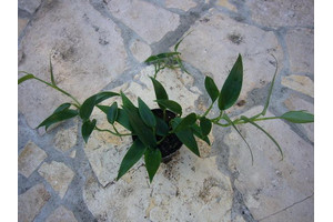 Philodendron spec. Peru