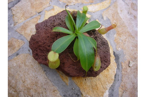 Fleischfressende Pflanze in Lavastein