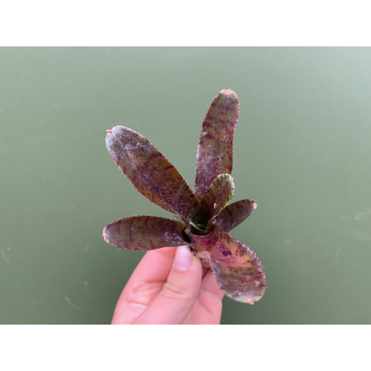 Neoregelia ampullacea kaufen, 9,90