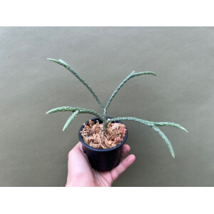 Lycopodium carinatum